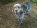 Italian Spinone - 4 spins and a stream