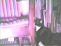 videos de Kit Kat