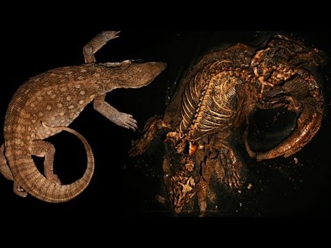 decompose - What happens when an animal dies? This week Sam and Si speed things up using time lapse for a change - as they watch what happens to a deceased Savannah moni...