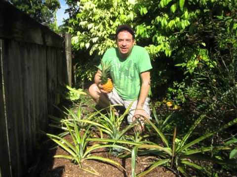 how to grow from a pineapple
