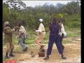 les singe d\