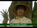 Sagiko Aloe Munchies