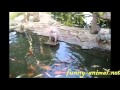 Baboon funny tail move and back-flip