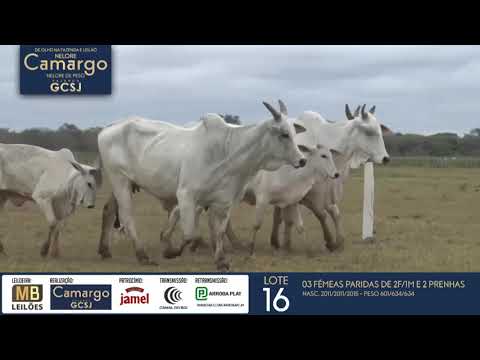 DE OLHO NA FAZENDA NELORE CAMARGO