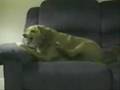 Compilation Gags Animaux