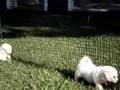 Bichón Frisé video