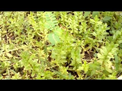 how to transplant gotu kola