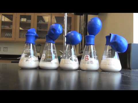 how to measure yeast respiration