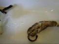 ferret bath time