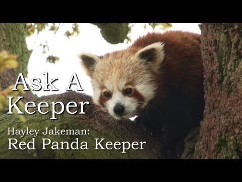 jimvwmoss - Our expert keeper Hayley Jakeman answers your questions about red pandas in the latest episode of our Ask A Keeper series. http://www.zsl.org.