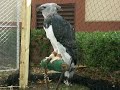Imatacca (female Harpy Eagle)