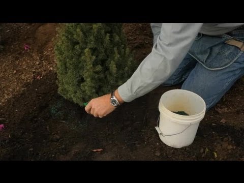 how to fertilize a rhododendron
