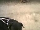 My Rottweiler My Rottweiler