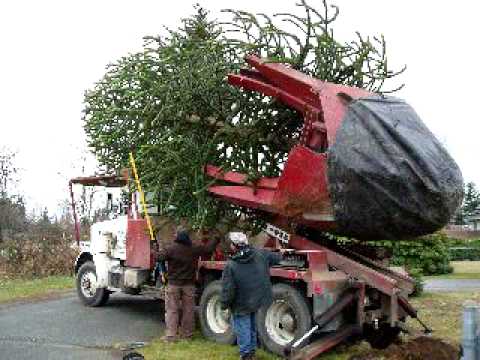 how to transplant gum trees