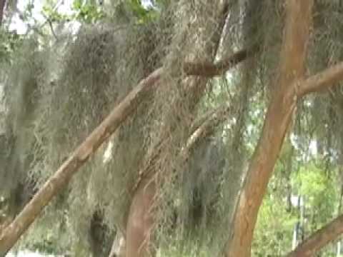 how to grow spanish moss