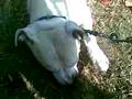 videos de LILLO