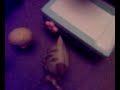 lps surprise 2 part 6 the end