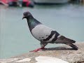 Appositi Sostegni - La Canzone Del Piccione Appositi Sostegni - La Canzone Del Piccione