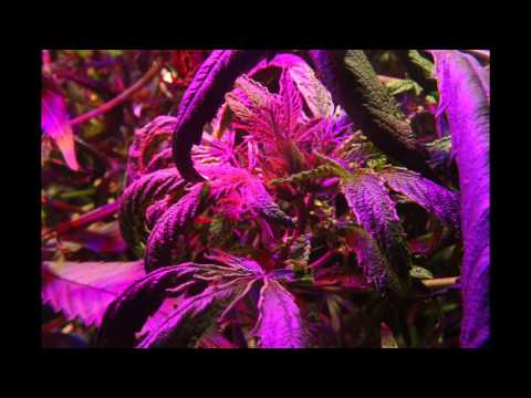 how to fertilize spider plants