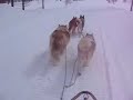 dog sledding in seeley lake, mt pt 4 dog sledding in seeley lake, mt pt 4
