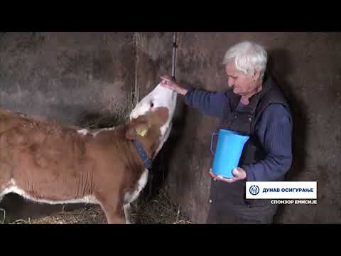 ПОРОДИЦА ЖУЊИЋ ИЗ ЧАЧАНСKОГ СЕЛА СОKОЛИЋИ СЕ БАВИ МЛЕЧНИМ ГОВЕДАРСТВОМ