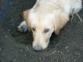 Molly digging herself into trouble...