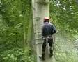 Beech tree felling