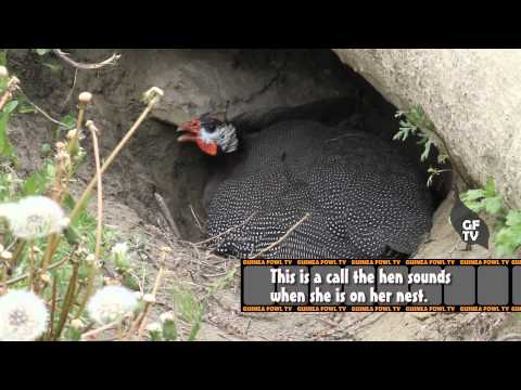 how to care for guinea keets