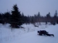 Brandon gets towed a bit for fun on the snaring trail Brandon gets towed a bit for fun on the snaring trail