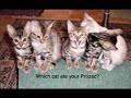 Funny Cats Part 3 Funny Cats Part 3