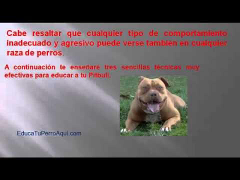 pitbull