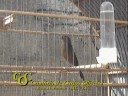 CRIAT�RIO DE CURI�S OLIVEIRA - .: V�deo do Curi� Surfista Neto :.