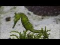 Seahorses & Leafy Seadragons