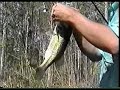 Top water bass fishing
