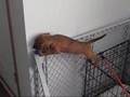 Waldo Houndini - The Puppy Escape