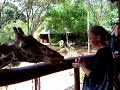Giraffe Kisses Giraffe Kisses