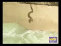 The fear aqualibi cavern