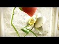 The Orchid and the Rose