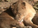 videos de LIONS - at Seoul Children Zoo