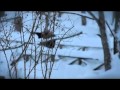 IDSNOW