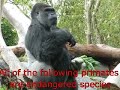 Primate Extravaganza