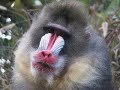 Primate Extravaganza