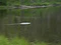 stracco catching a cutthroat fly fishing on trappers stracco catching a cutthroat fly fishing on trappers