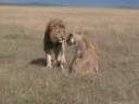 Mating Lions In Masai Mara Kenya