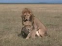 Mating Lions in Masai Mara Kenya