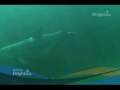 Espectacular nacimiento de un delf�n