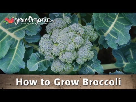 how to harvest broccoli