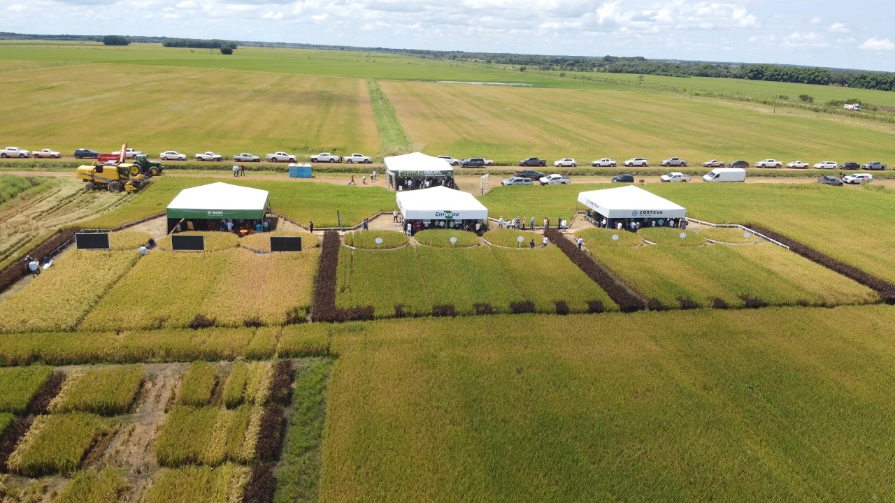 Abertura da colheita  - Produção de arroz no Tocantins