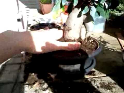 how to care for ficus microcarpa ginseng
