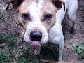 Cachorrada-kun Cachorrada-kun